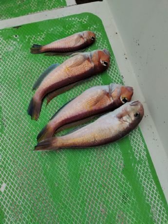 アマダイ(アカアマダイ)