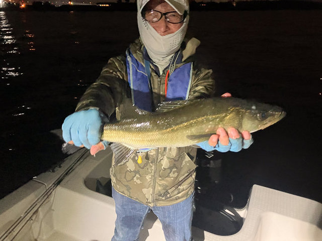 シーバス(スズキ)