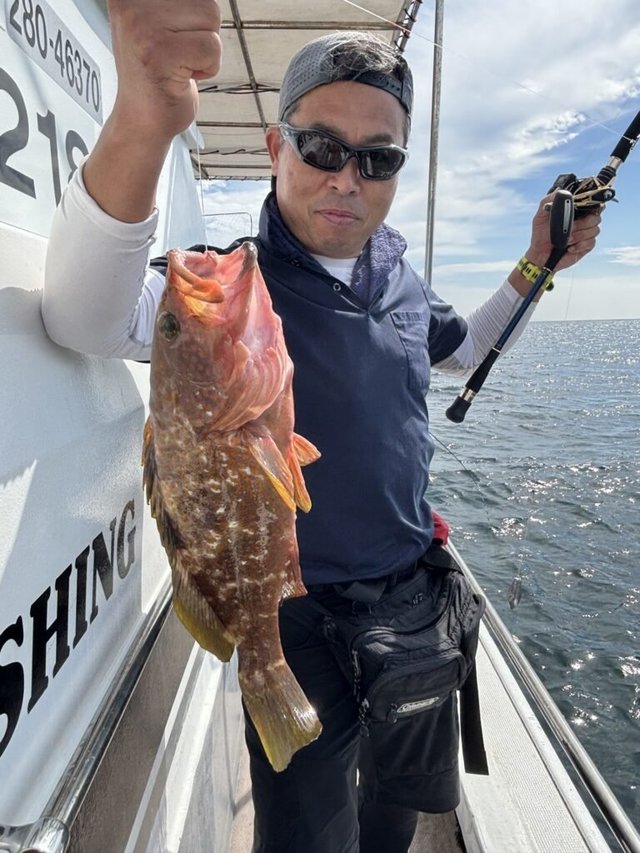 アコウ(キジハタ)