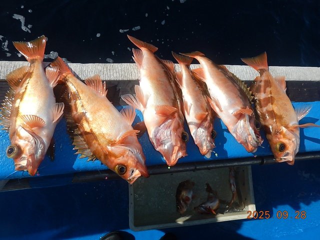 メバル(ウスメバル)