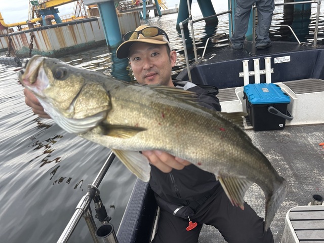 シーバス(スズキ)