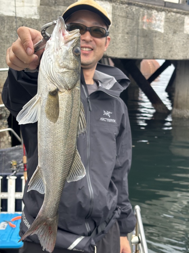 シーバス(スズキ)