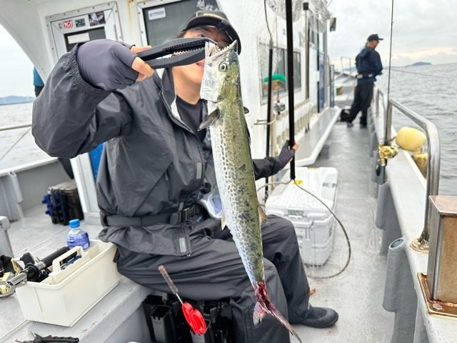 サゴシ(サワラ)