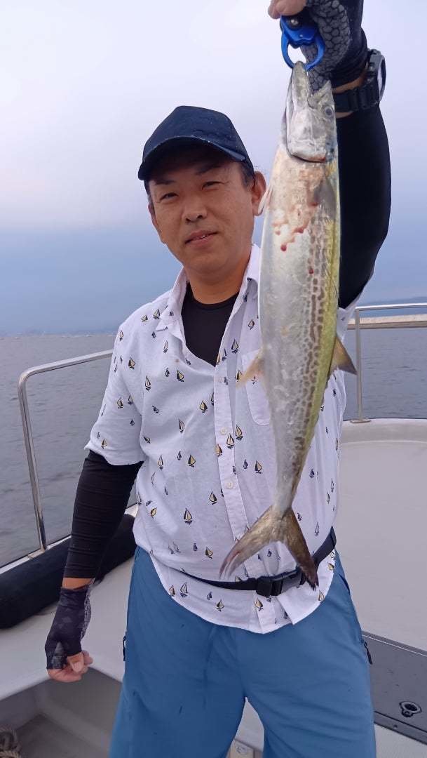 サゴシ(サワラ)