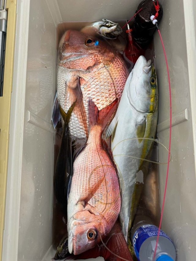 マダイ・アジ(マアジ)・イナダ(ブリ)