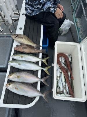 オオモンハタ・アジ(マアジ)・ハマチ(ブリ)・シオ(カンパチ)・アカヤガラ