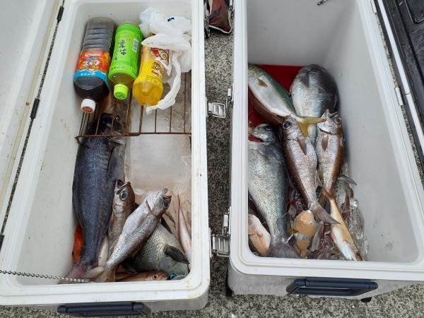 メジナ・イサキ・クロムツ・メダイ