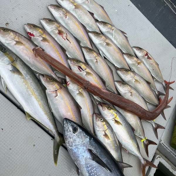 ブリ・カンパチ