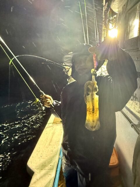 アオリ(アオリイカ)