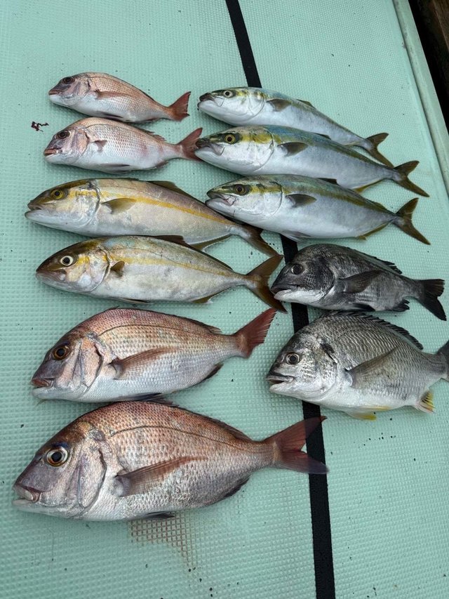 マダイ・チヌ(クロダイ)・イナダ(ブリ)・カンパチ