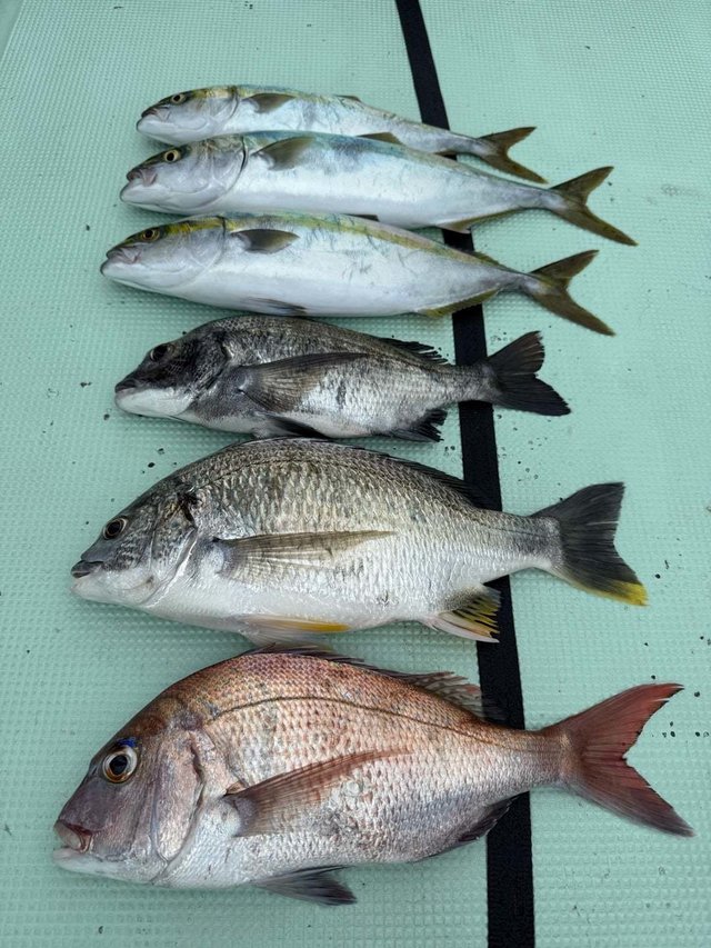 マダイ・チヌ(クロダイ)・イナダ(ブリ)・カンパチ