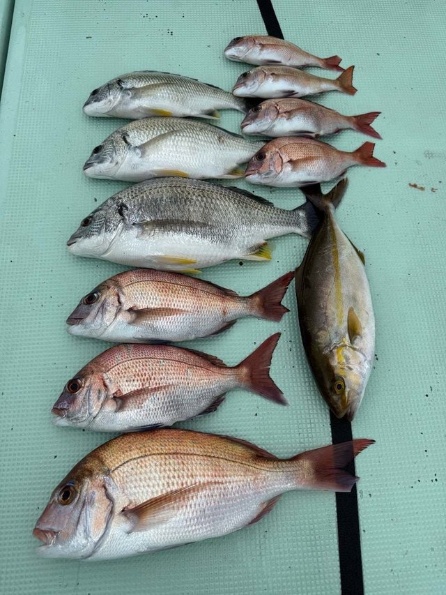 マダイ・チヌ(クロダイ)・イナダ(ブリ)・カンパチ
