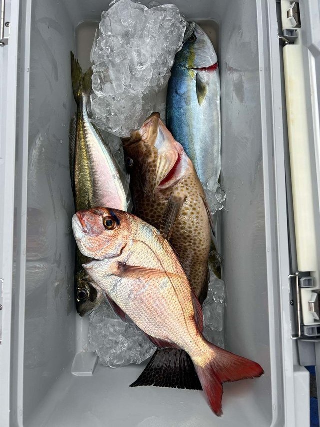 マダイ・アジ(マアジ)