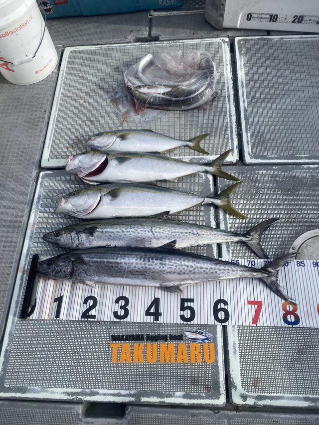 アジ(マアジ)・ハマチ(ブリ)・サワラ・タチウオ