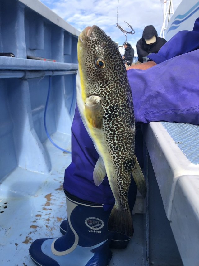 ショウサイフグ