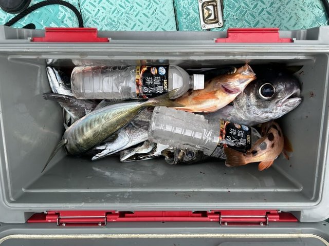 アジ(マアジ)・メダイ