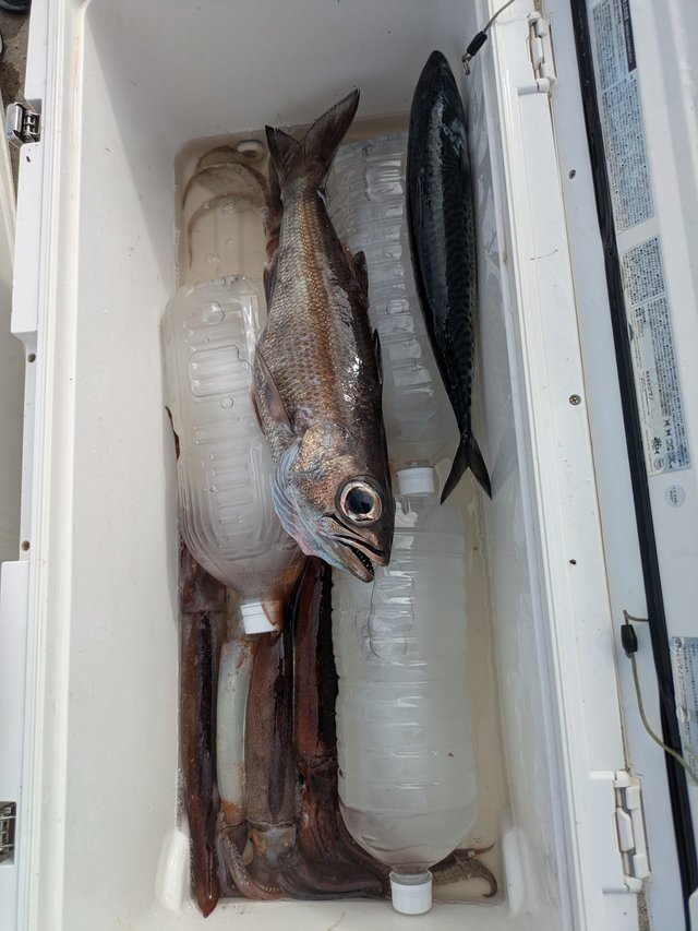 クロムツ・スルメイカ