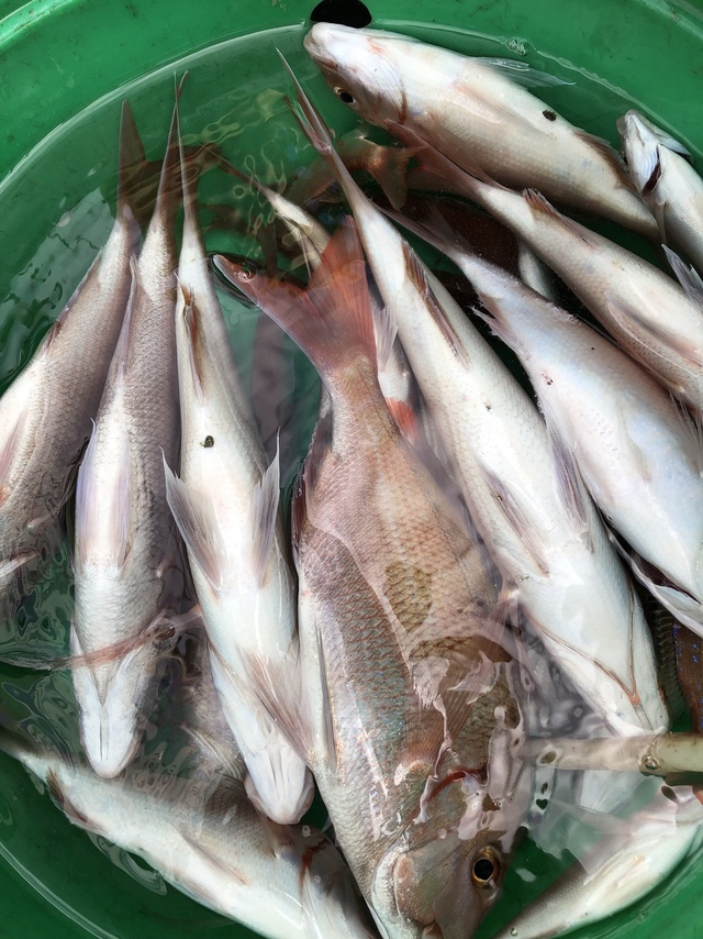 ハナダイ(チダイ)