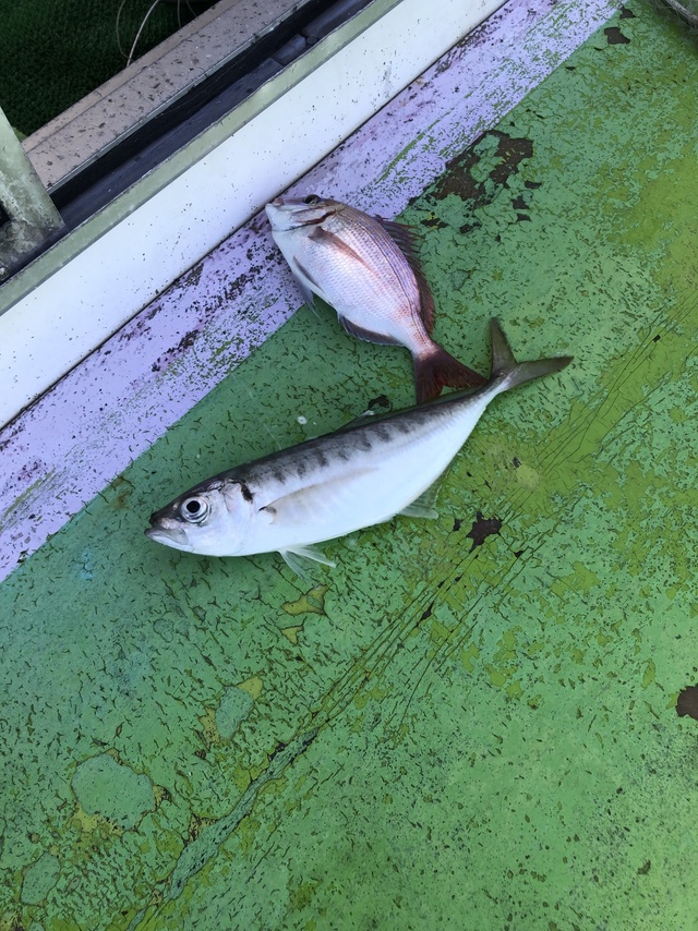 ハナダイ(チダイ)