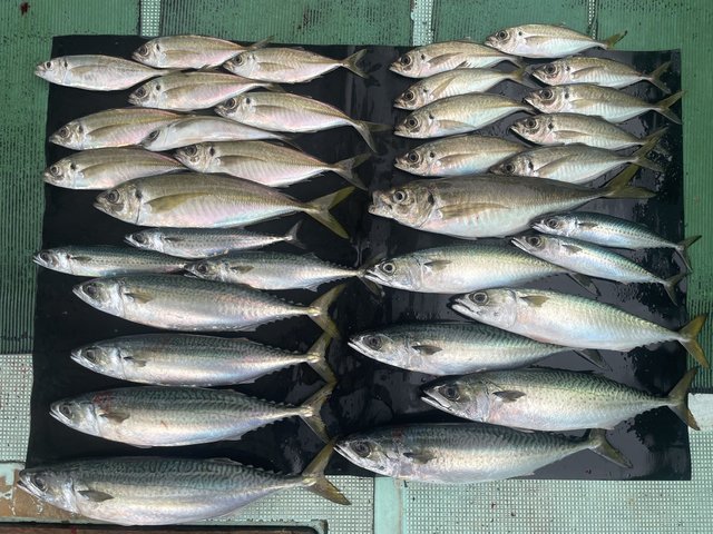 マアジ・マサバ