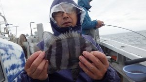 サンバソウ(イシダイ)
