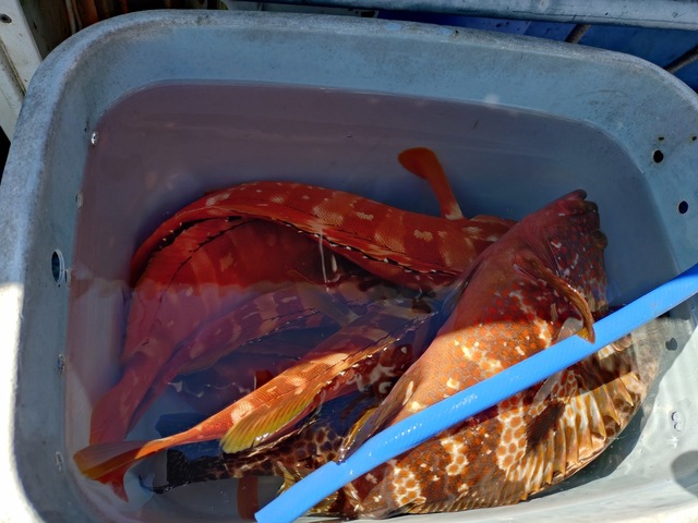 アカハタ・キジハタ