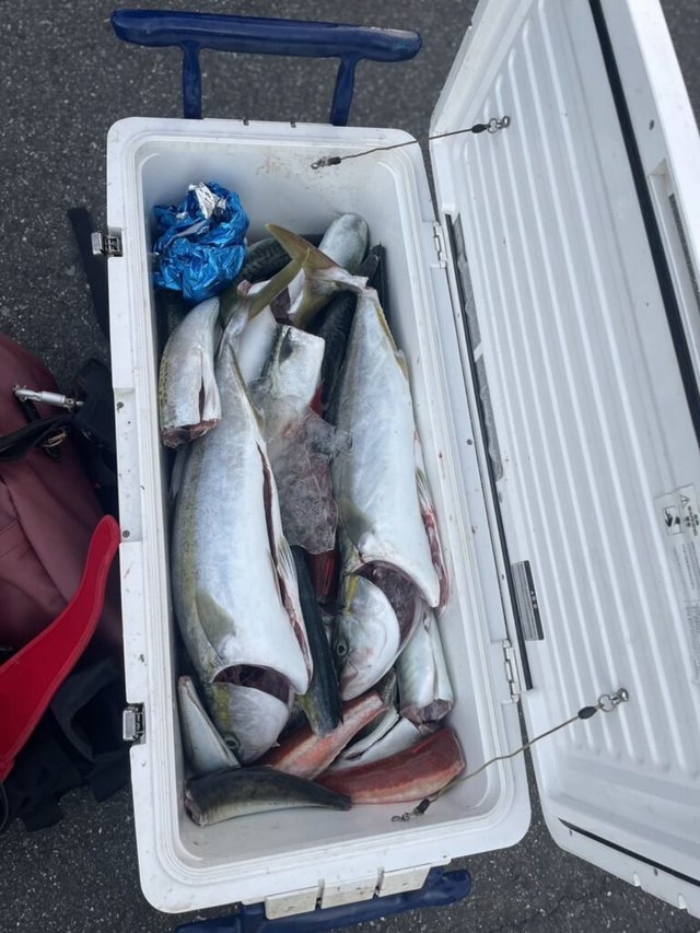 イナワラ(ブリ)