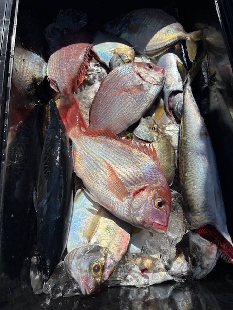 マダイ・ハナダイ(チダイ)・ワラサ(ブリ)