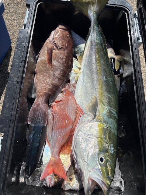 マダイ・マハタ・ワラサ(ブリ)