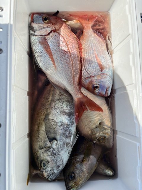 マダイ・マハタ・オキアジ・ワラサ(ブリ)