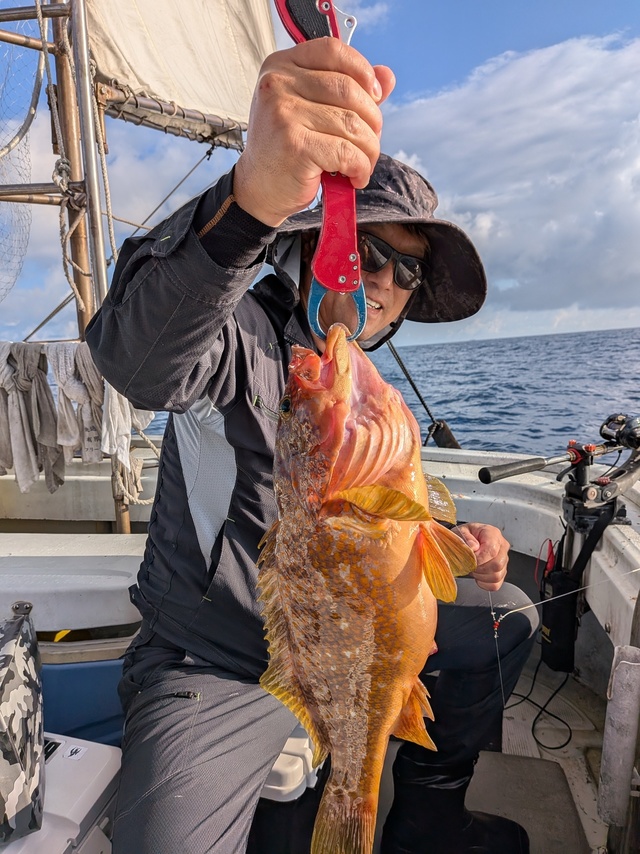 アコウ(キジハタ)