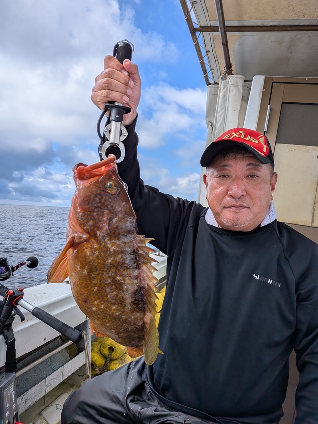 アコウ(キジハタ)