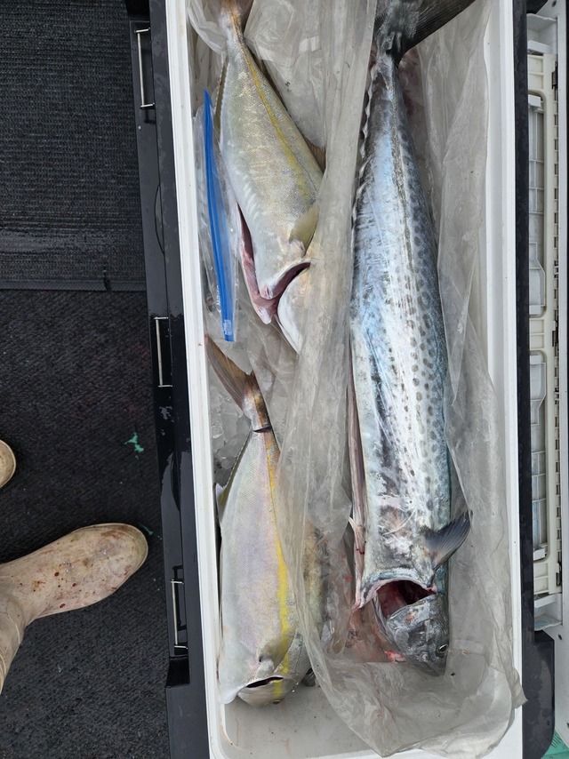 カンパチ・サワラ