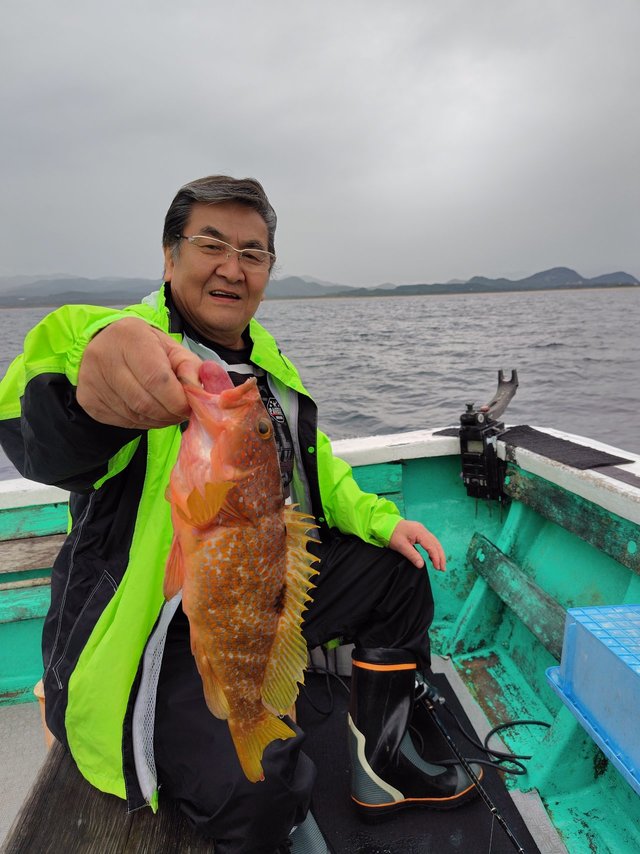 アコウ(キジハタ)