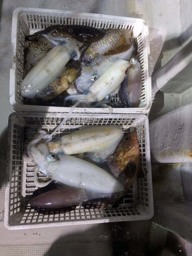 キジハタ・アオリイカ