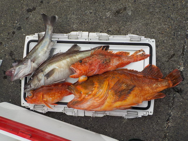 アラ・オニカサゴ・カンコ(ウッカリカサゴ)