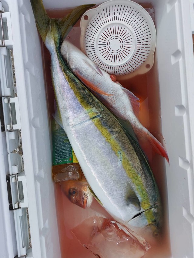 マダイ・ワラサ(ブリ)