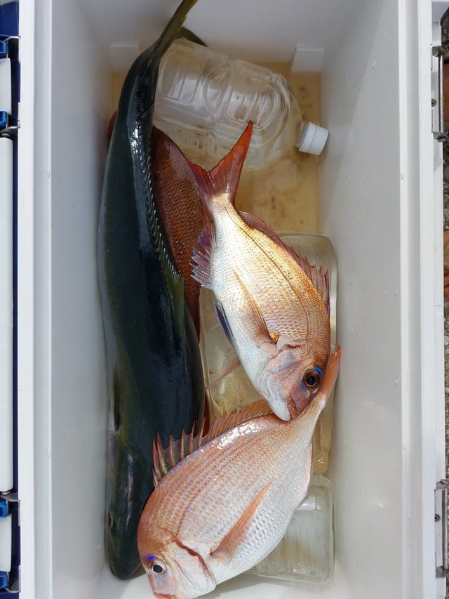 マダイ・ワラサ(ブリ)