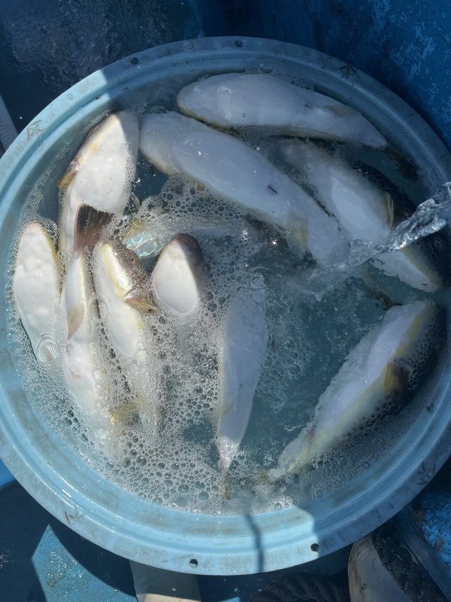 ショウサイフグ