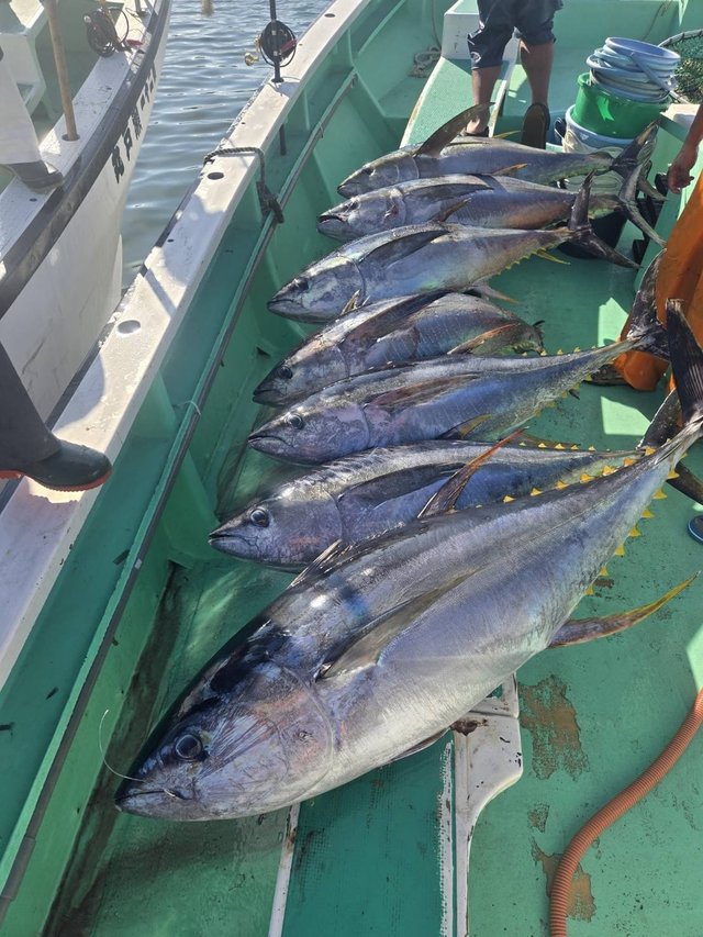 マグロ(キハダ)