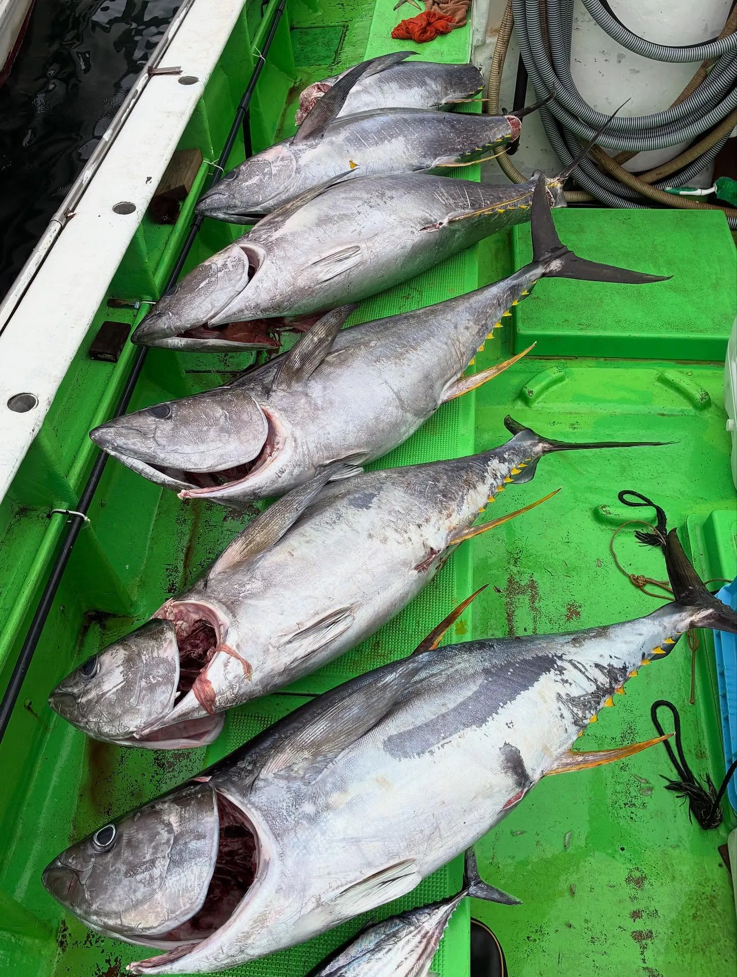 マグロ(キハダ)