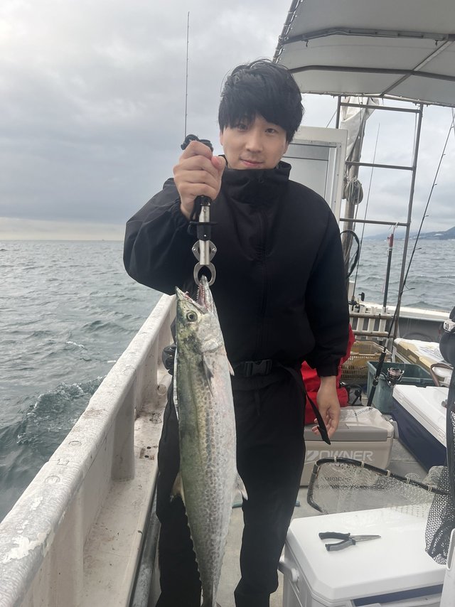 サゴシ(サワラ)