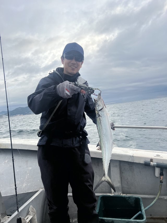 サゴシ(サワラ)