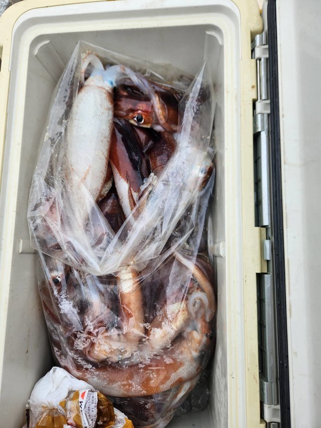 スルメ(スルメイカ)