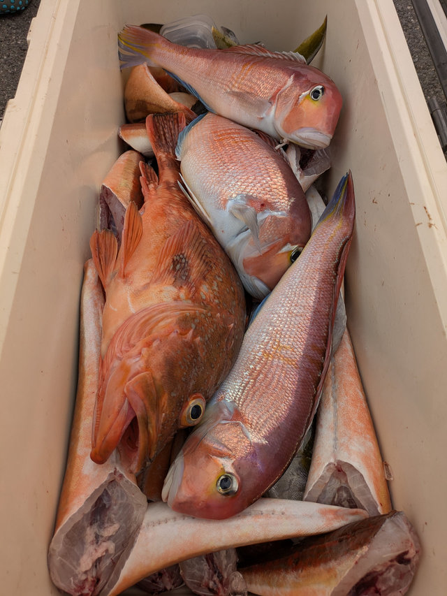 アマダイ(アカアマダイ)・カサゴ・ホウボウ