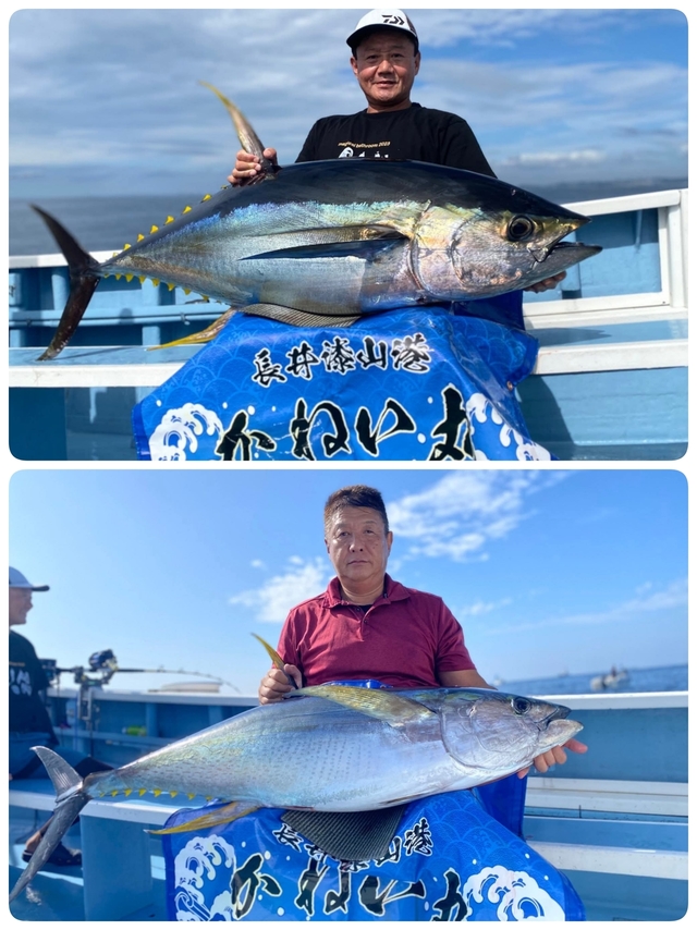 キハダマグロ(キハダ)