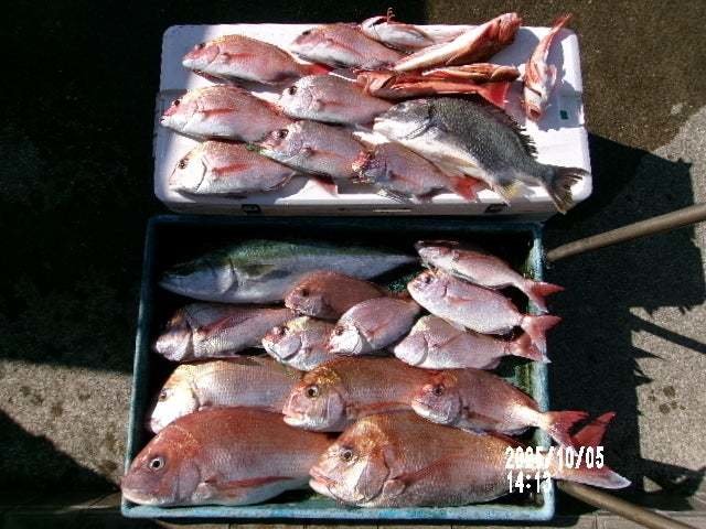 マダイ・キビレ(キチヌ)・ワラサ(ブリ)・カサゴ・ホウボウ