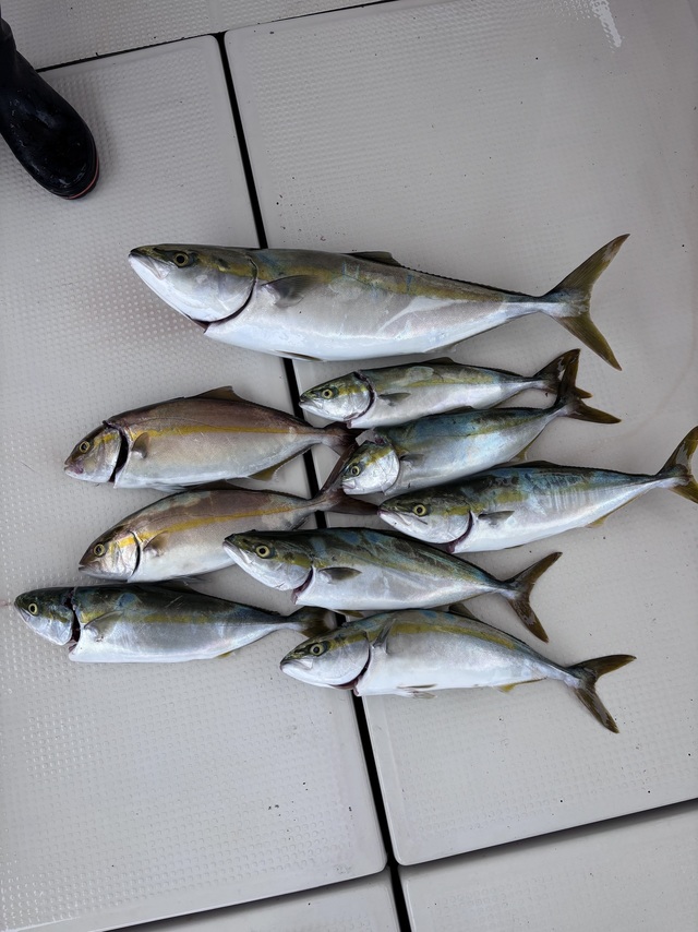 ハマチ(ブリ)・メジロ(ブリ)・シオ(カンパチ)