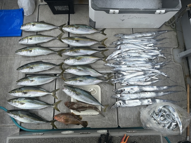 アコウ(キジハタ)・メジロ(ブリ)・タチウオ・マゴチ