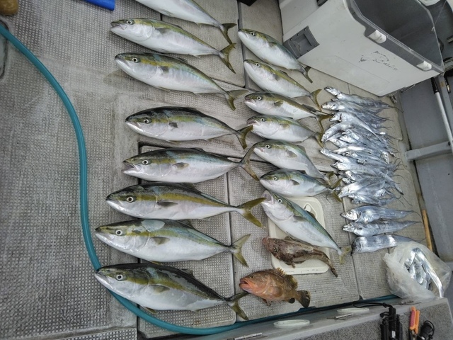 アコウ(キジハタ)・メジロ(ブリ)・タチウオ・マゴチ